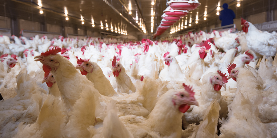 AGROLIDYA reveals strong investor demand for major poultry investment project in Turkey
