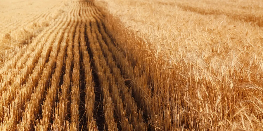 Croatia's soft and hard wheat production rose by 28.8% last year