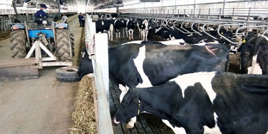 Indonesia breaks ground for country's biggest dairy farm