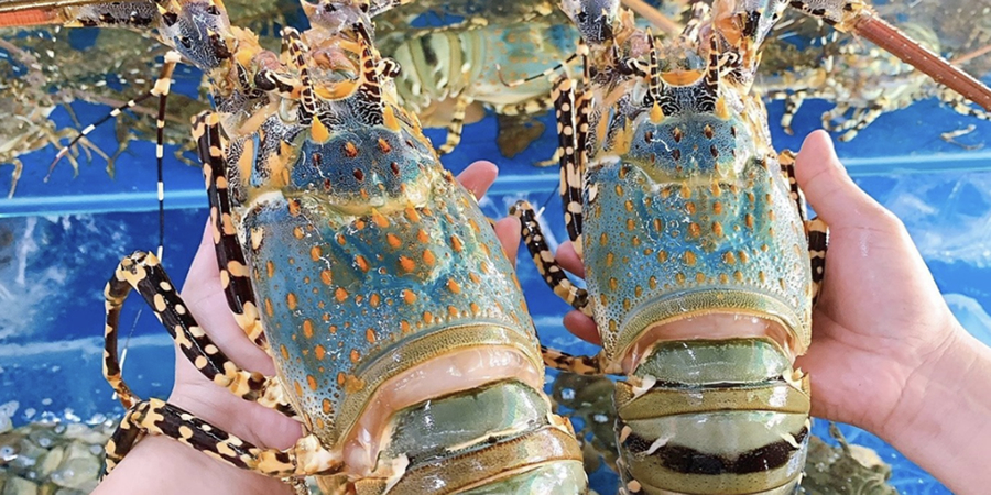 Vietnam lobster exports surge 44% to US$585 million in H1 2026 as industry targets billion-dollar status