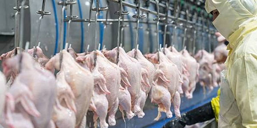 China seeks market access for frozen and cooked poultry exports to Thailand as risk assessment gets under way