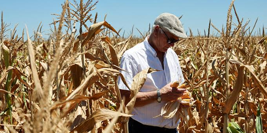 Argentina's record corn crop faces harvest delays as wet weather slows progress to five-year low