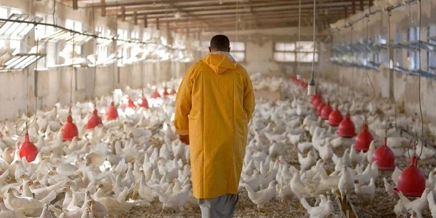 Poultry producers in Morocco caution of growing crisis in broiler sector