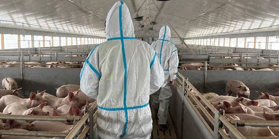 Romania's agriculture ministry strengthens cooperation with food safety authority to tackle ASF
