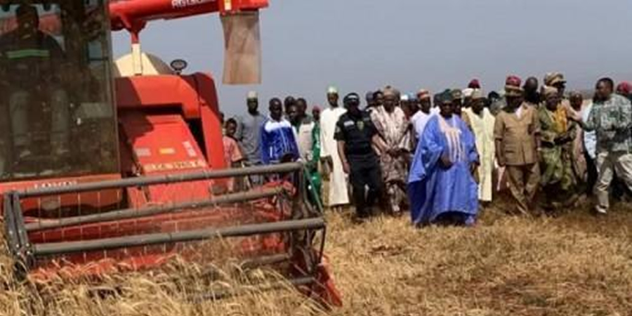Cameroon to implement three-year plan to restructure local wheat sector