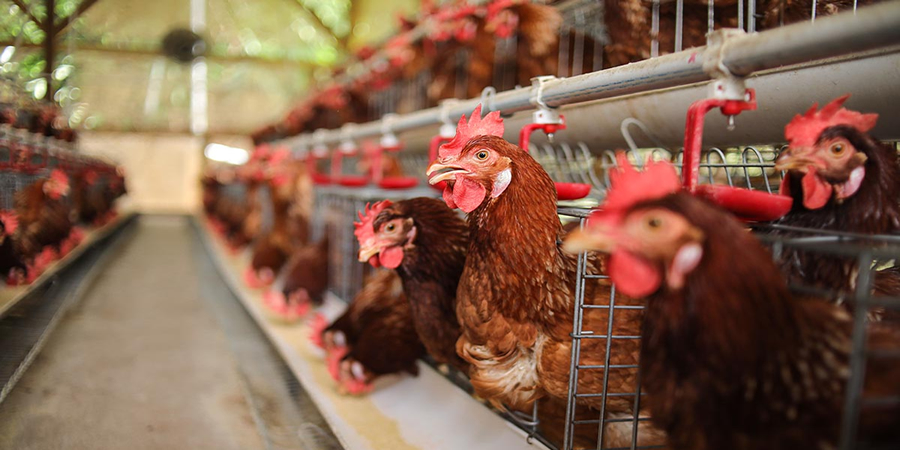 Major industrial chicken farming not to be part of Sisak-Moslavina, Croatia spatial development plans