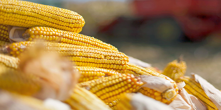 Vietnam's mandatory E10 blending drives corn imports to 6.8 million tonnes in H1 2026, reshaping feed ingredient mix