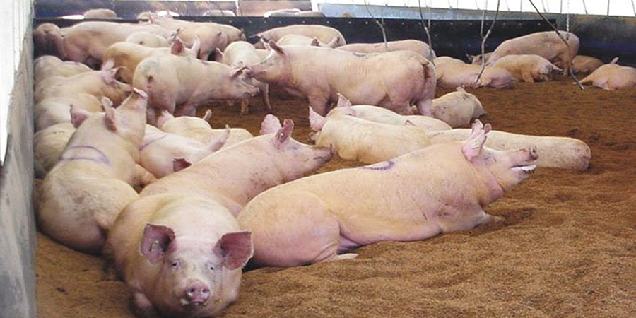 South Korea's heat wave pushes livestock insurance claims past 2,000 cases as payouts hit record pace