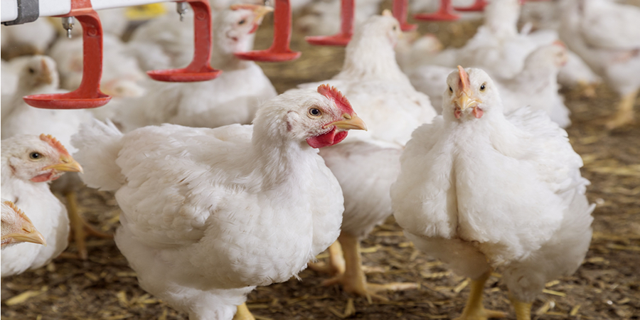 Australia launches H5 bird flu vaccination programme as detections reach 231 with no poultry cases yet confirmed