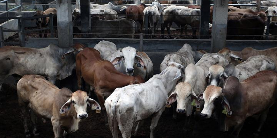 Laos and China's Fanxing sign MOU to study cattle and goat breed improvement centre as 500,000-head export quota looms