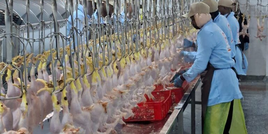 Vietnam's livestock exporters overhaul operations as China, EU, Japan and US tighten traceability and emissions rules