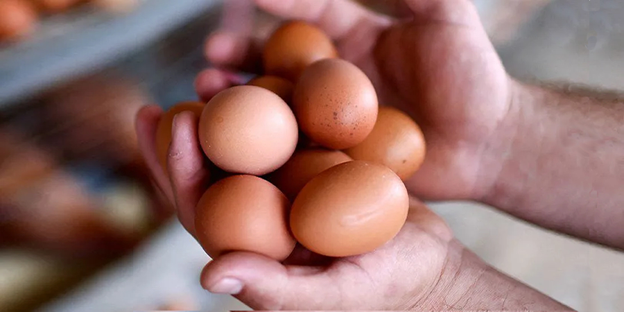 Nepal raises egg support prices as bird flu deaths cut flock size and push demand above supply