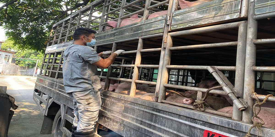 Cambodia livestock association calls for crackdown on smuggled pork, eggs and chicks as disease and price risks mount