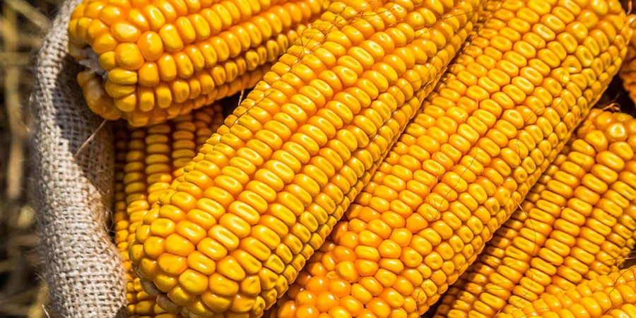 USDA FAS trims Brazil corn output forecast to 139 million tonnes for MY 2026/27 as fertilizer costs and El Nino weigh on second crop