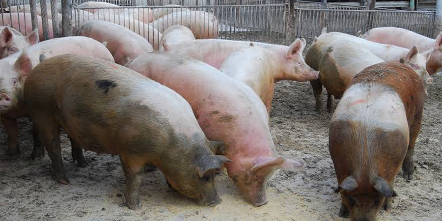 Philippine hog raisers say border inspections still needed despite ASF regionalization