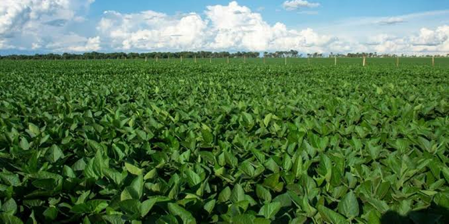 EU adopts two-tier gene-editing rules, easing path for new crop varieties