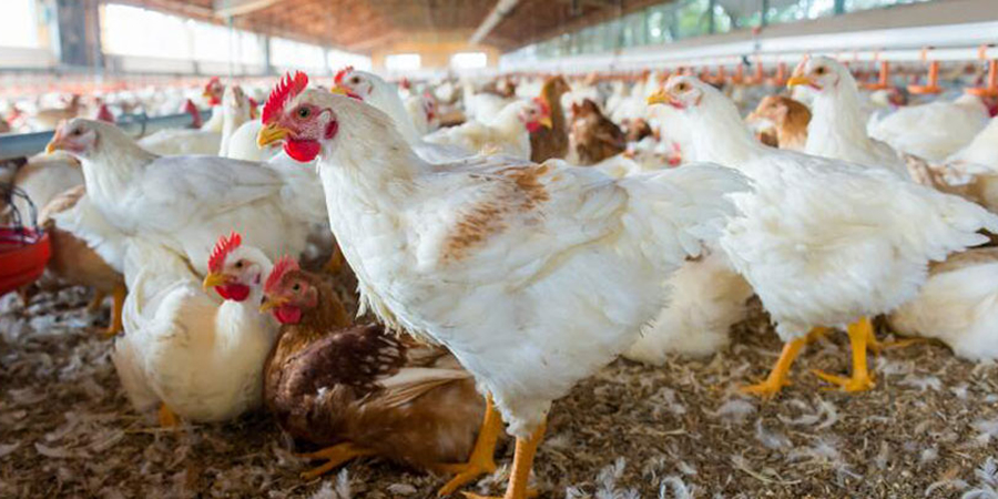 Jalisco calls for Brazilian chicken import quota as Mexico's poultry sector under pressure