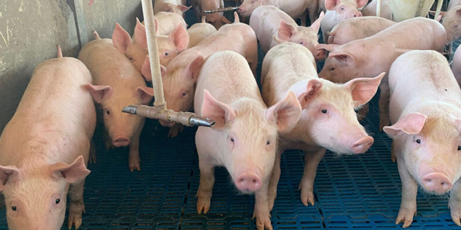 Global African Swine Fever culls jump 85% in July 2026 despite fewer outbreaks