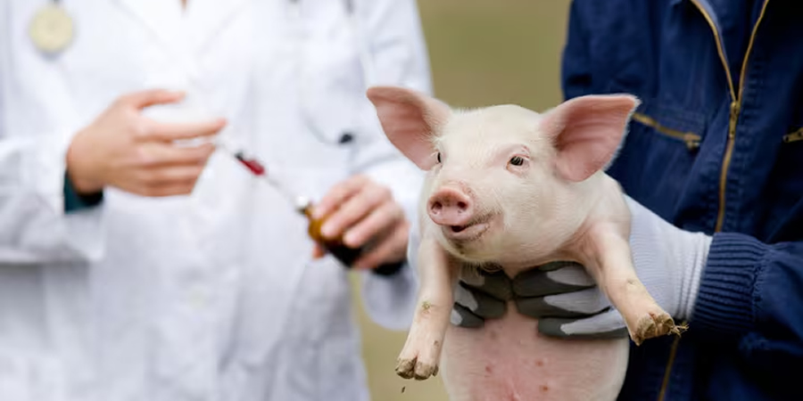 India develops first indigenous African Swine Fever vaccine after losses topping ₹1,258 crore in Northeast