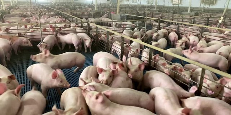 Philippines' commercial hog farms shrink nearly 24% as smallholders expand