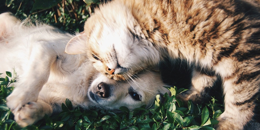 China's pet food majors deepen local manufacturing as market matures at record pace