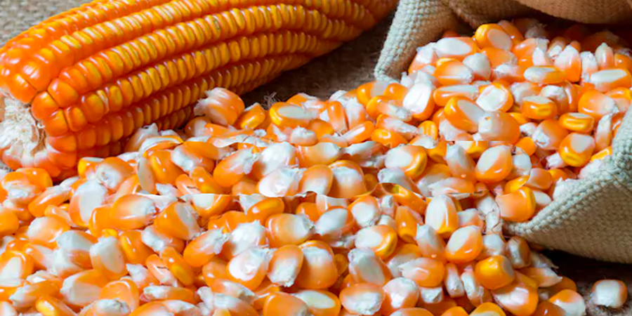 Thai egg and pig farmers oppose feed corn price guarantee, citing higher costs and lost competitiveness