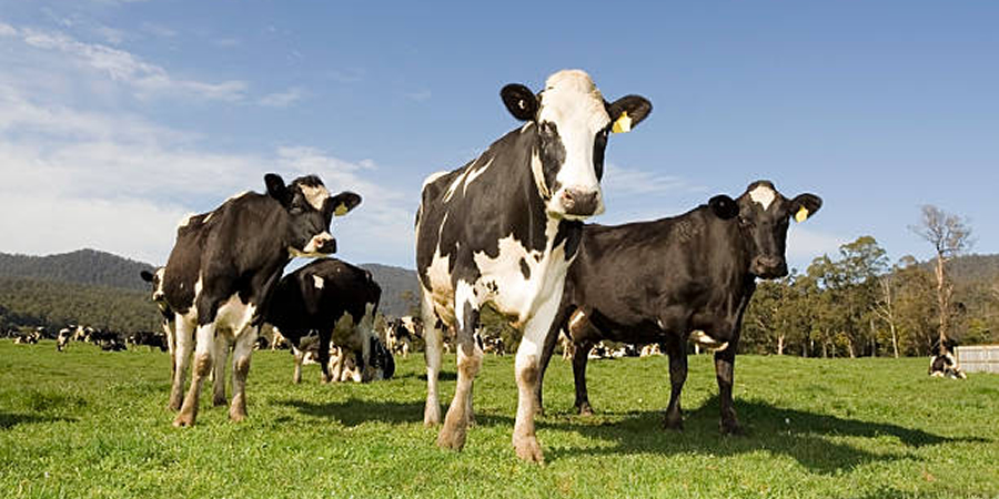 TH Group cuts dairy emissions through precision feed formulation for 75,000-cow herd