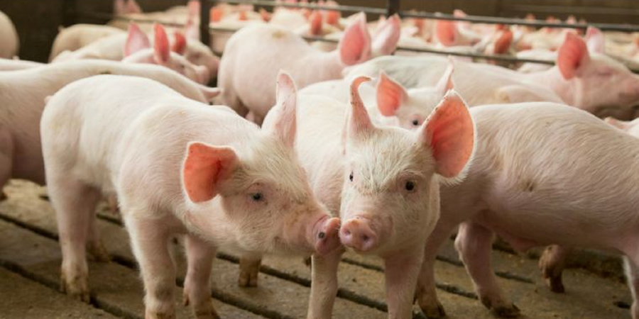 Vietnam's listed pig producers post steep second-quarter profit falls as live prices slide