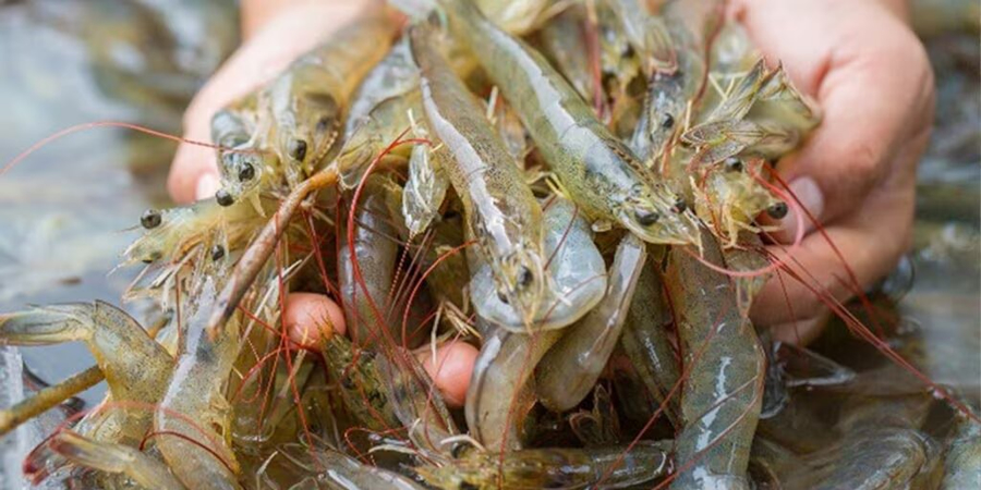 USDA to lead Singapore trade mission targeting seafood and agribusiness exports