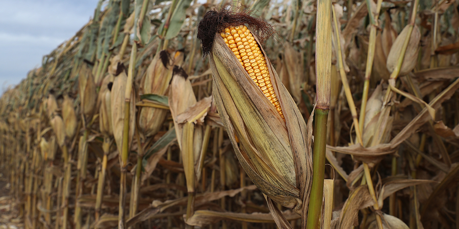Brazil's first-crop corn planting pace picks up, ahead of last year's rate