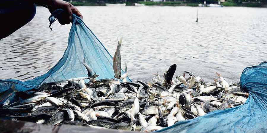 Malaysia's Fisheries Department launches digital tools for aquaculture farmers