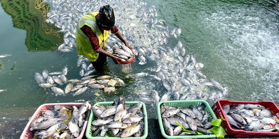 Indonesia's free meal programme to require 422,000 tonnes of fish