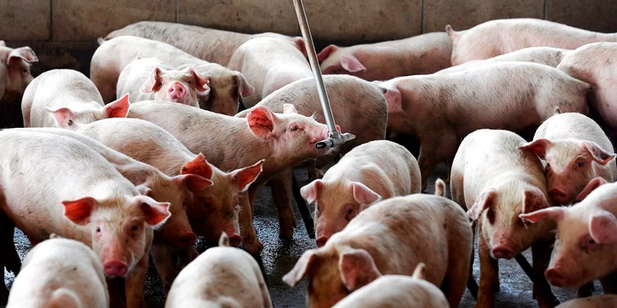 Vietnam's An Giang commune steps up African swine fever prevention amid national outbreak surge