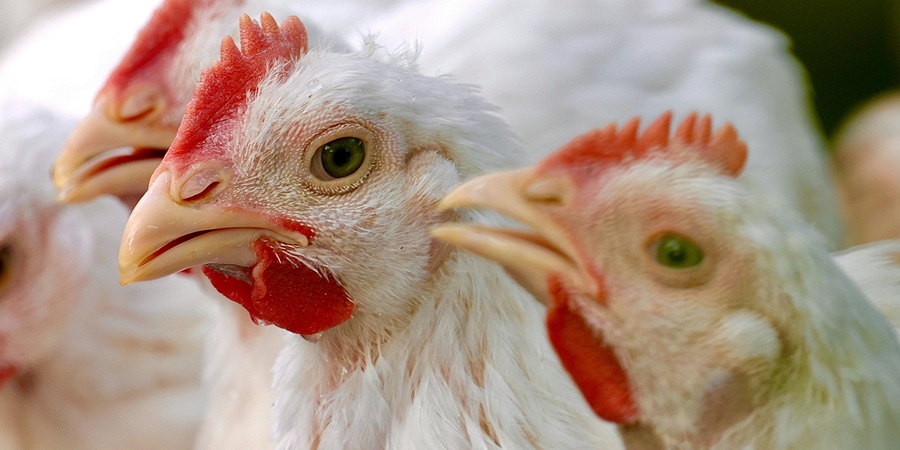 China reports two new human H9N2 avian influenza cases in Anhui and Beijing