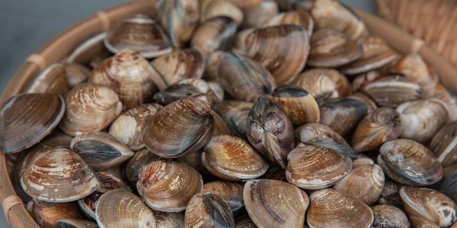 China's Rizhao develops new hard clam strain to ease shellfish seedling bottleneck