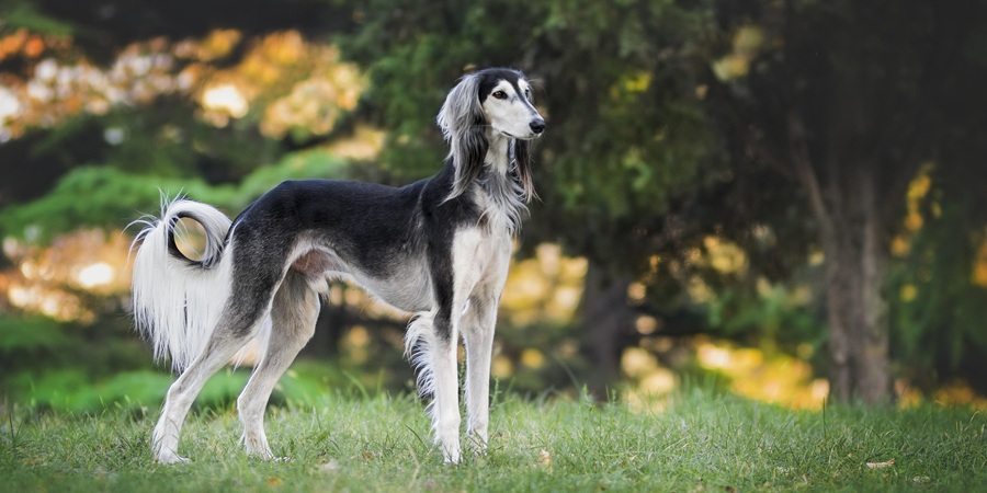 Leap Venture Studio launches 10th pet care accelerator cohort with new longevity-focused partner