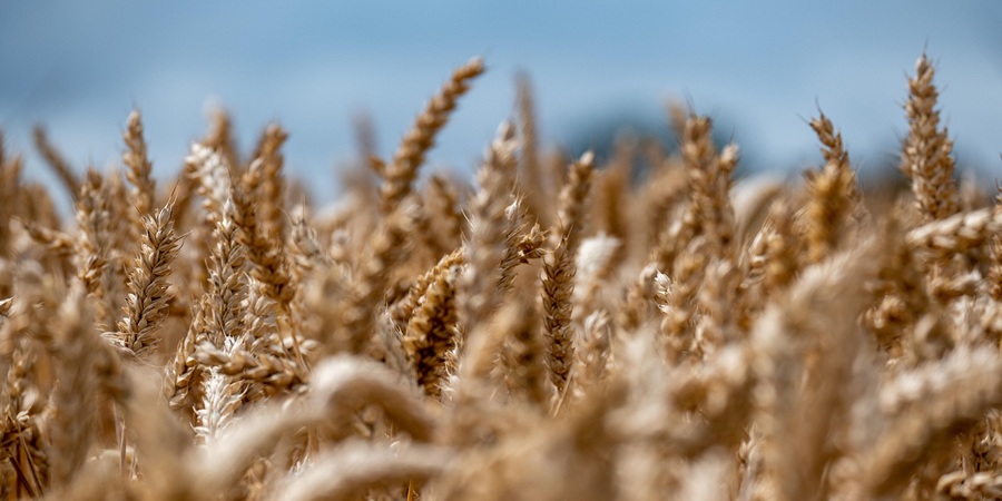 CBOT wheat falls 6.4% to US$270 per tonne as Black Sea supply concerns ease