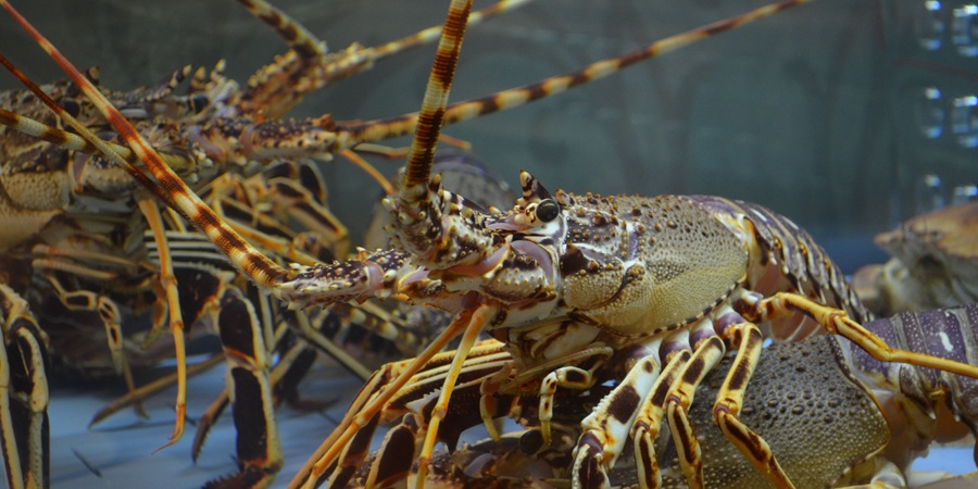 Vietnam's lobster seed shortage deepens as regional export curbs cut off supply