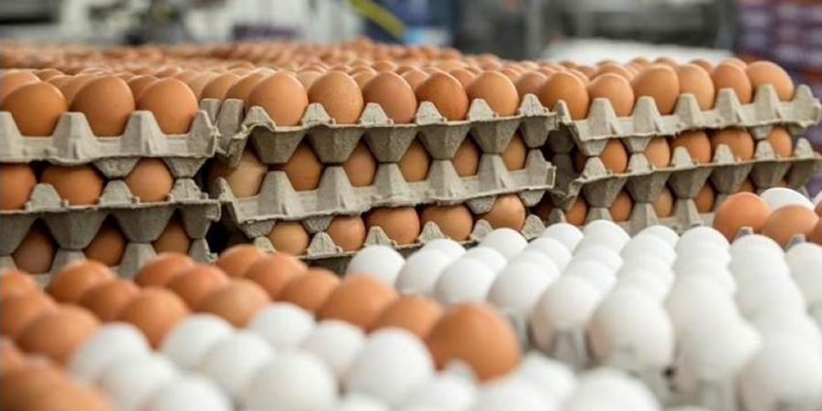 US egg producers expand Singapore listings as local farms supply under 35% of demand