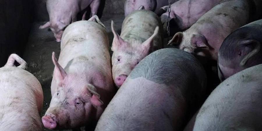 Germany's pig farm numbers fall 3.6% to 14,700 as production consolidates
