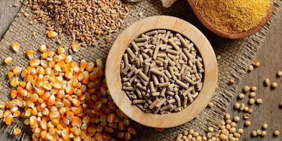 Vietnamese feed makers raise prices for sixth time in 2026 as raw material costs climb
