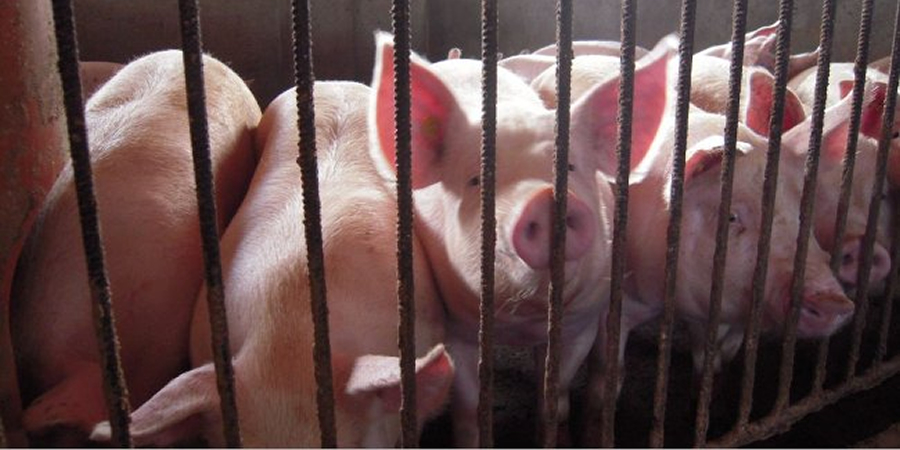 Philippine farmgate pork prices fall 19% as African swine fever fears trigger early selling
