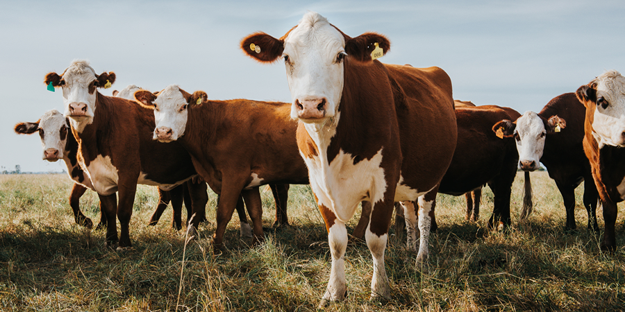 Estonia's Infortar to acquire Lithuanian agricultural group Litagra