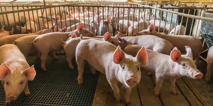 Laos reports suspected African swine fever as pig losses reach 1,949 head