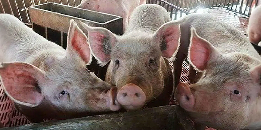Vietnam's Lao Cai destroys 76 pigs after African swine fever outbreak in Khanh Hoa commune