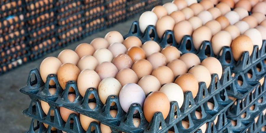 Australian free range egg farms change carton labels as H5N1 biosecurity keeps hens indoors