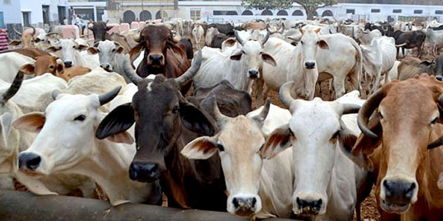 Lumpy skin disease hits cattle in Pakistan's Swabi district as vaccine stocks run down