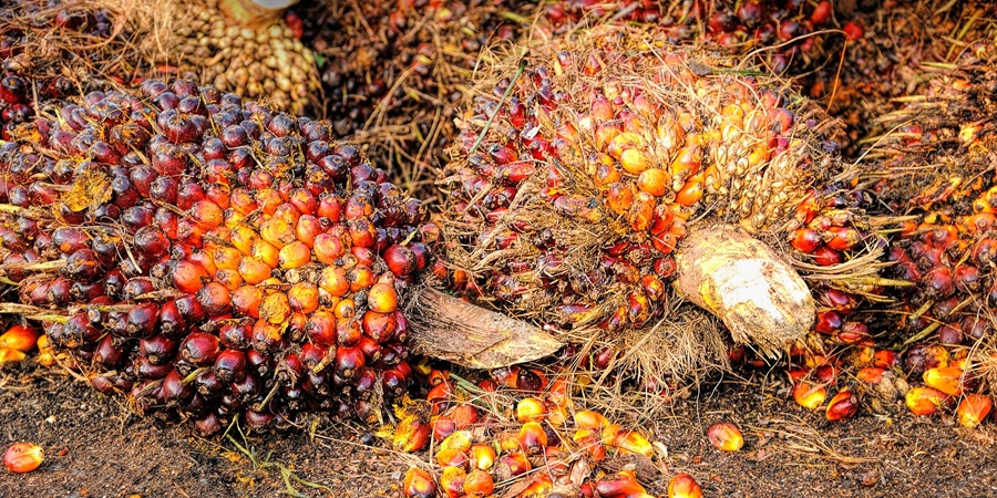 Malaysia's palm kernel cake exports rise 6.5% in August while output holds flat
