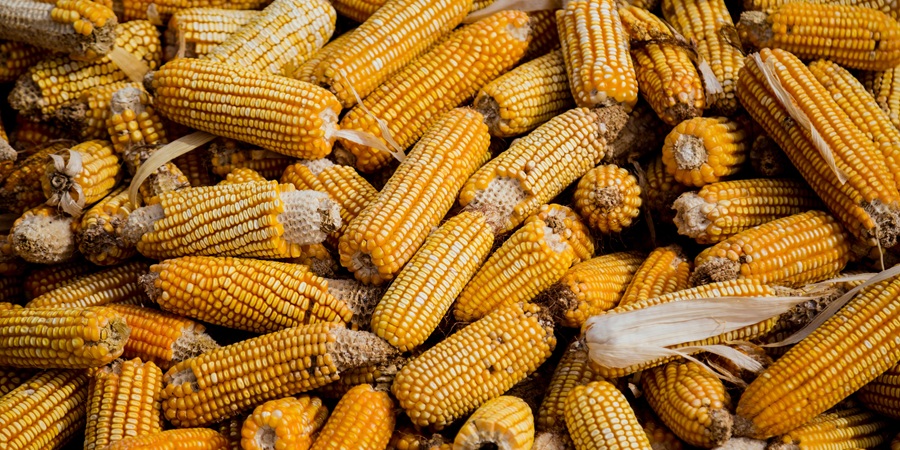Thailand inspects 151 feed mills and maize buying yards, fines 15 over uncertified moisture meters