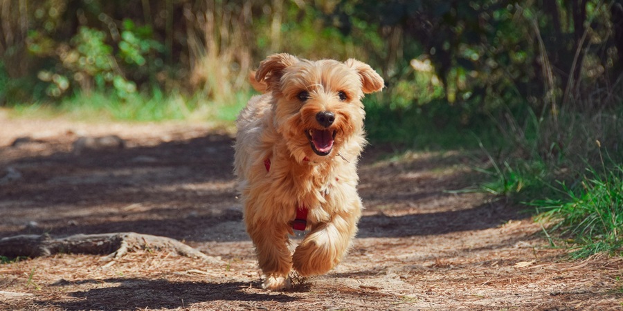 Thai dog owners warned over brown dog tick after 53 human SFTS cases and five deaths